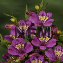 alstroemeria  purple flower